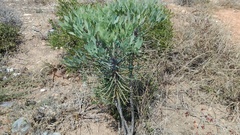 Cussonia gamtoosensis