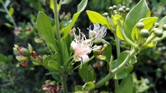 Capparis sepiaria