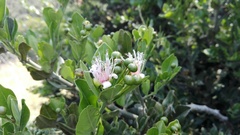 Capparis sepiaria