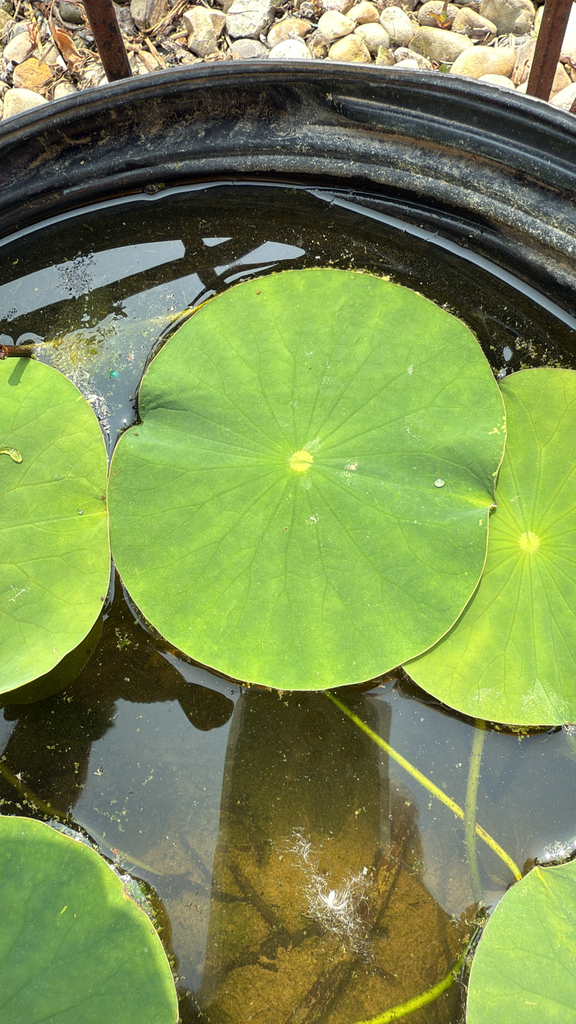 Nelumbo
