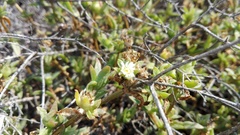 Delosperma ecklonis