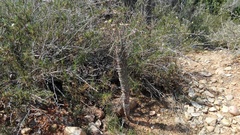 Euphorbia clava