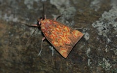 Melese flavimaculata