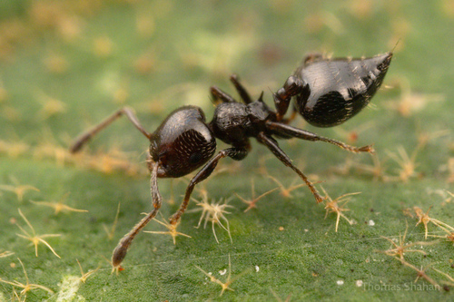 Crematogaster erecta