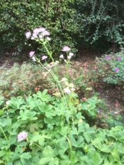 Astrantia major
