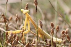 Stagmomantis floridensis