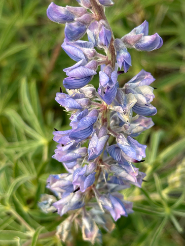 Silvery lupine (Lupinus argenteus)