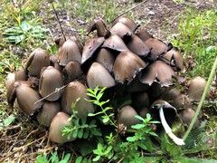 Coprinopsis acuminata