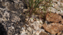 Nemacladus orientalis