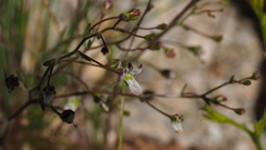 Nemacladus orientalis