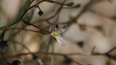 Nemacladus orientalis