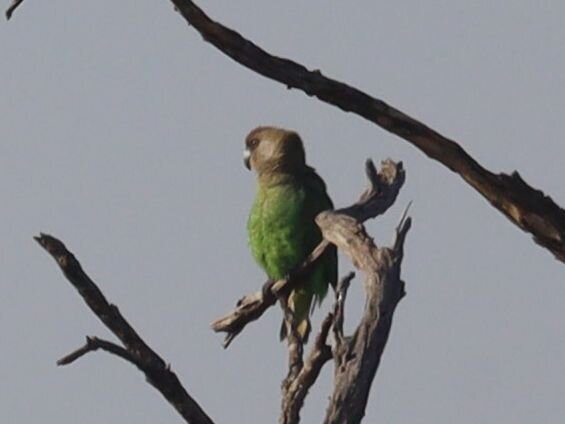 Brown-headed Parrot (Poicephalus cryptoxanthus), photo 4