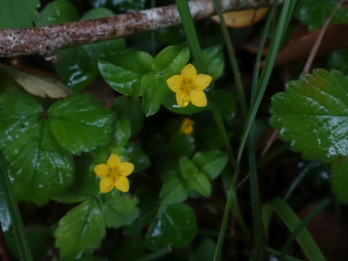Yellow pimpernel (Lysimachia nemorum)