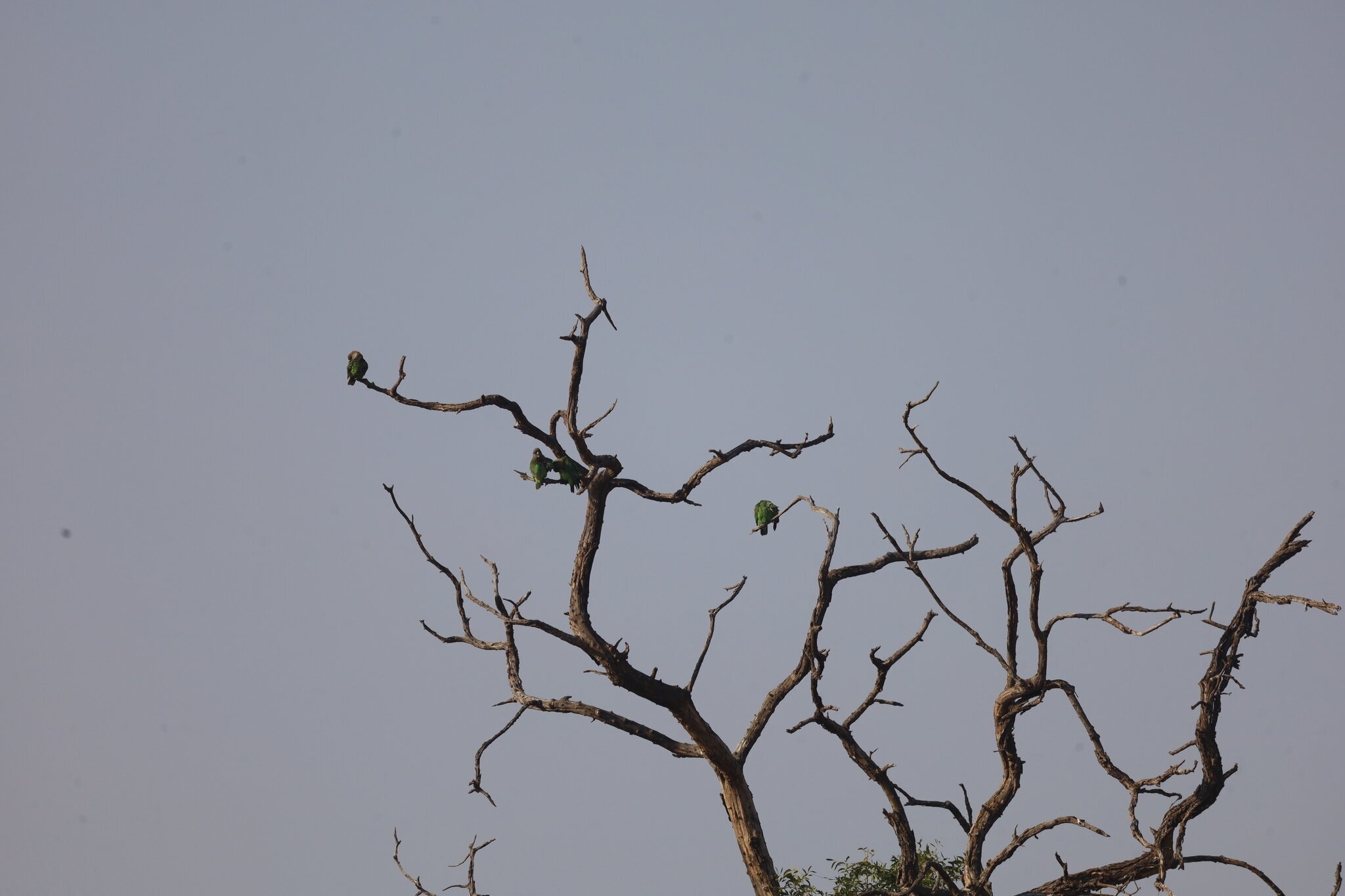 Brown-headed Parrot (Poicephalus cryptoxanthus), photo 5