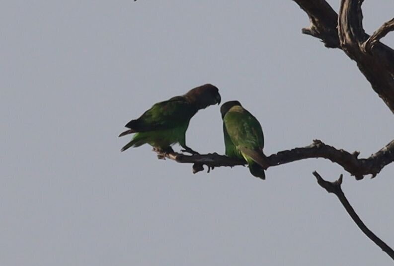 Brown-headed Parrot (Poicephalus cryptoxanthus), photo 6