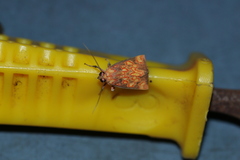 Melese flavimaculata