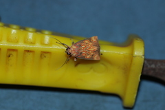 Melese flavimaculata