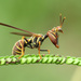 Brown Wasp Mantidfly - Photo (c) Katja Schulz, some rights reserved (CC BY)