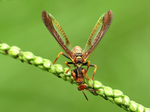 Brown Wasp Mantidfly photo 4