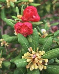 Exobasidium ferrugineae