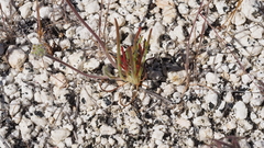 Chaenactis glabriuscula glabriuscula