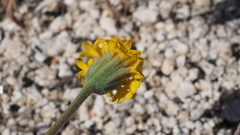 Chaenactis glabriuscula glabriuscula