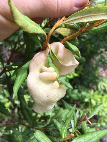 Exobasidium ferrugineae