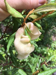 Exobasidium ferrugineae