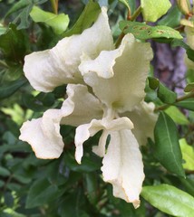 Exobasidium ferrugineae