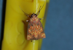 Melese flavimaculata