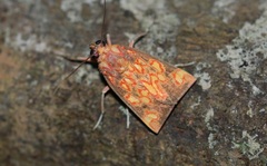 Melese flavimaculata