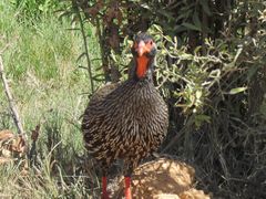 Pternistis afer castaneiventer