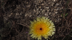 Malacothrix californica