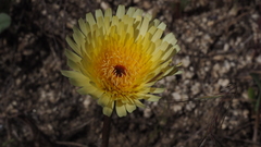 Malacothrix californica