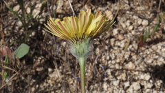 Malacothrix californica