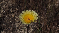 Malacothrix californica