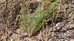 Malacothrix californica