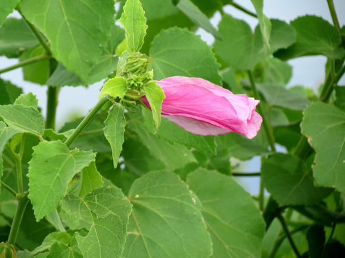 Sabdariffa furcellata