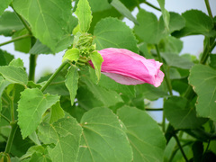 Sleepy Hibiscus