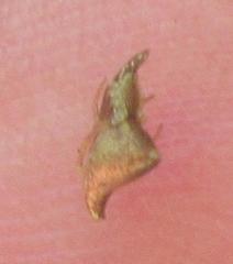 Neospintharus trigonum