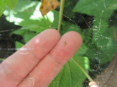 Neospintharus trigonum