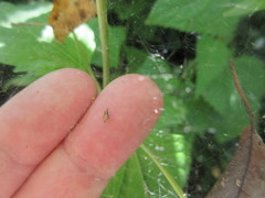 Neospintharus trigonum