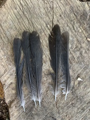 Dumetella carolinensis