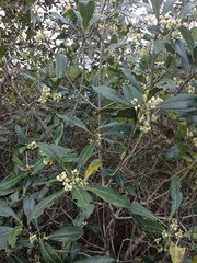 Cartrema americana