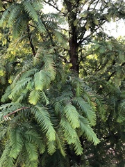 Metasequoia glyptostroboides