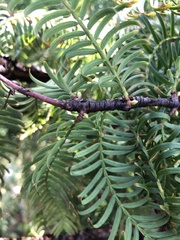 Metasequoia glyptostroboides