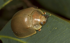 Paropsisterna crocata