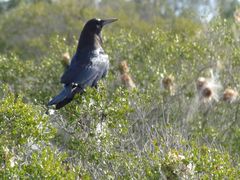 Corvus capensis capensis