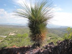Dasylirion longissimum