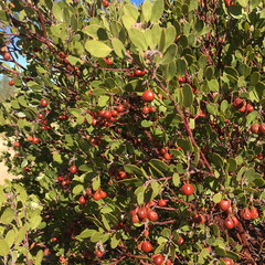Arctostaphylos × benitoensis